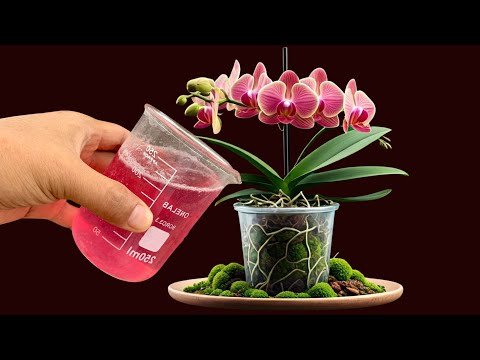 the Orchid Bloom all year round non-stop