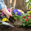 List of Flowers to Plant in July