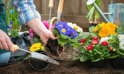 List of Flowers to Plant in July