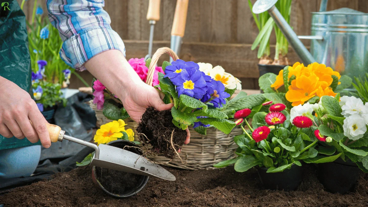 List of Flowers to Plant in July