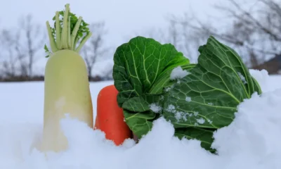 Winter Vegetables to Grow in Your Garden