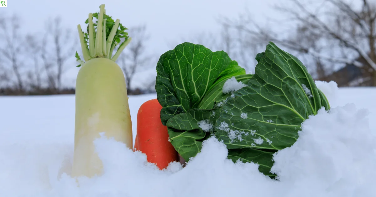 Winter Vegetables to Grow in Your Garden